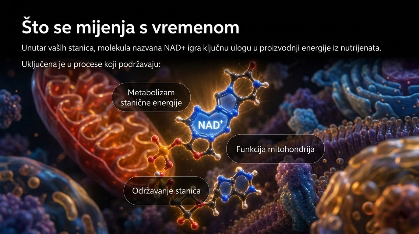 Medicinska 3D vizualizacija NAD+ molekule unutar stanice s prikazom mitohondrija i stanične energije